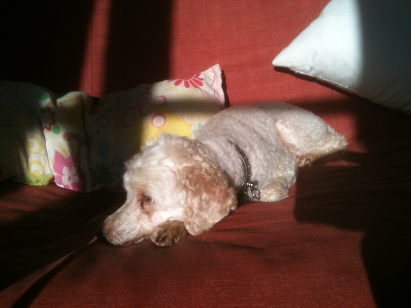 Opaline, caniche abricot, femelle, 13 ans Op10