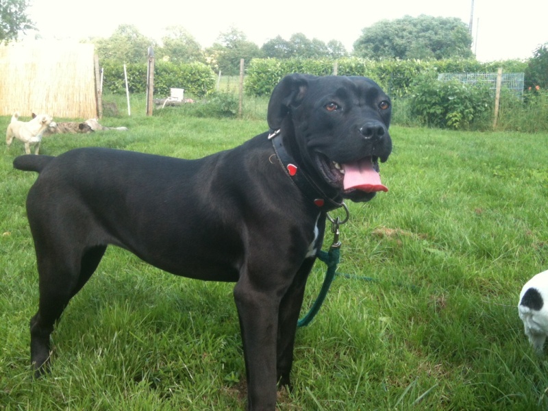 corso - [Adoptée]GWENDA, Femelle cane corso née le 10/08/2011 (dptm 29) Photo-95