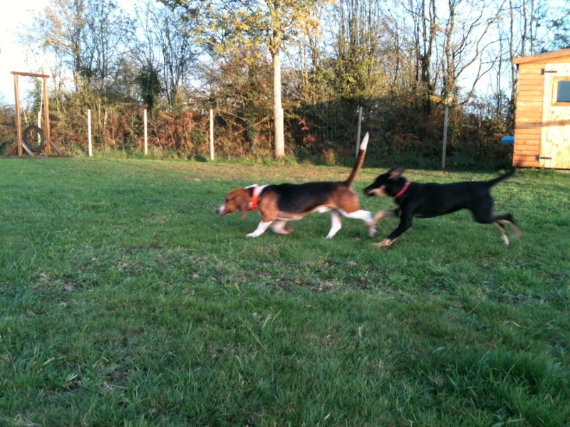 Bouly, type basset artésien, mâle, 2 ans. Photo10