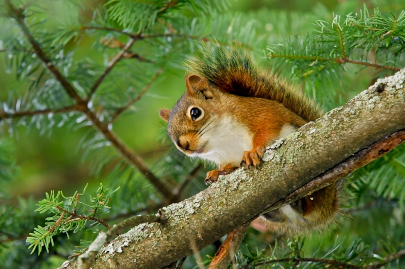 Un petit écureuil roux Dsc_8712