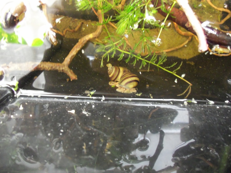 Les plus beaux escargots de nos rivières Photo_29
