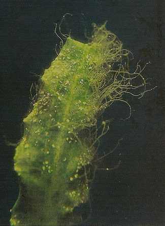 Algues filamenteuses, combattre et supprimer