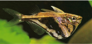 Carnegiella strigata fasciata ( Poisson hachette fourche  ) Carneg13