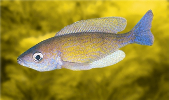 Cyprichromis Pavo  Cypric13