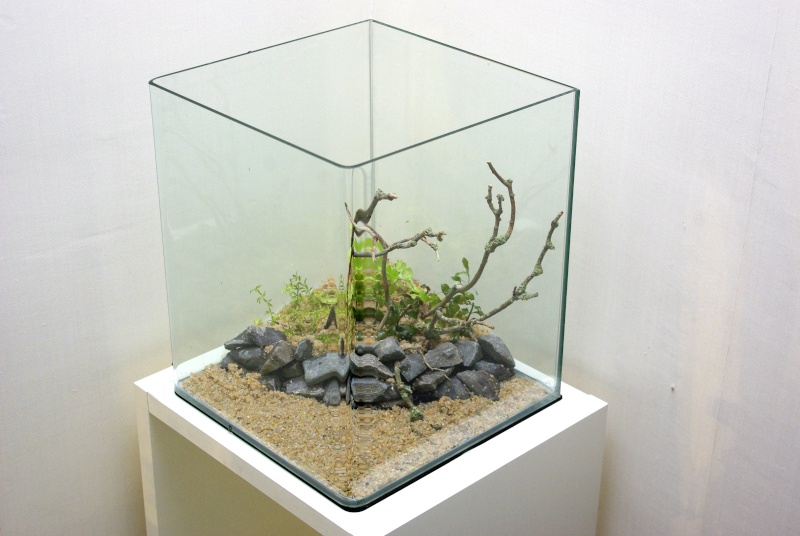 mes petits bacs/ Transformation aquascaping - Page 2 _igp3213
