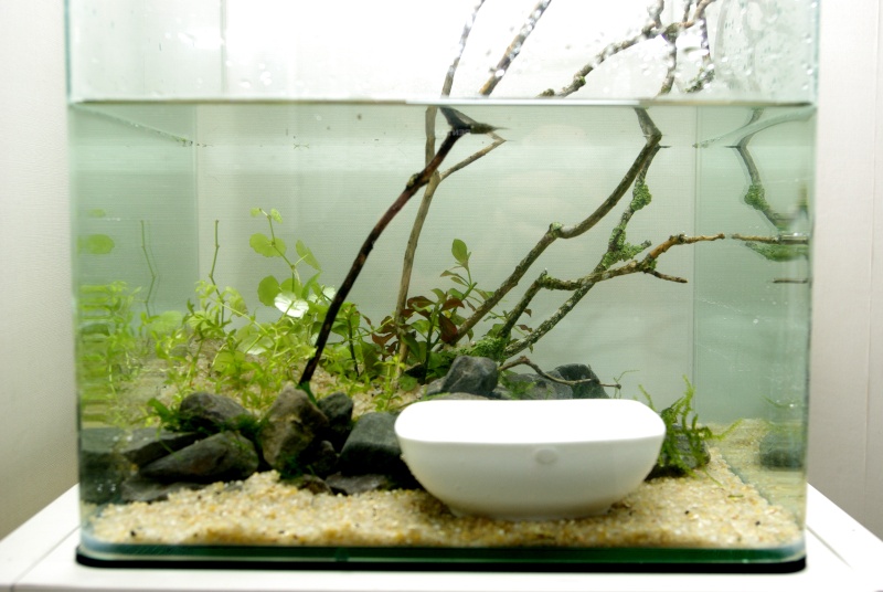 mes petits bacs/ Transformation aquascaping - Page 2 _igp3215