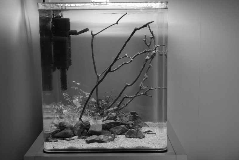 mes petits bacs/ Transformation aquascaping - Page 2 _igp3216