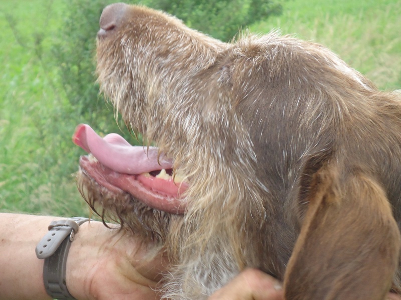 FILOU - griffon 4 ans - Refuge du Beaussart (Belgique) Dsc01625