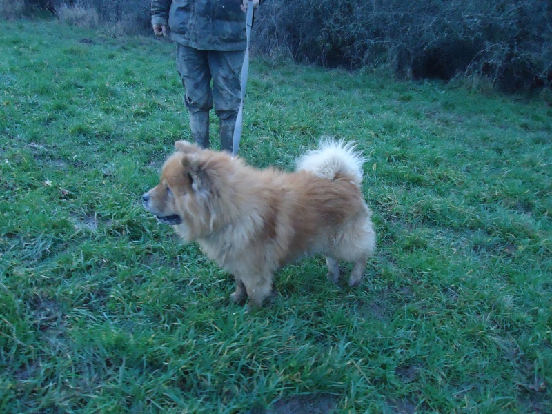 TAO vieux chow chow trouvé à Dourbes 8 ans  N° 217(BEAUSSART) ADOPTE Dsc07011