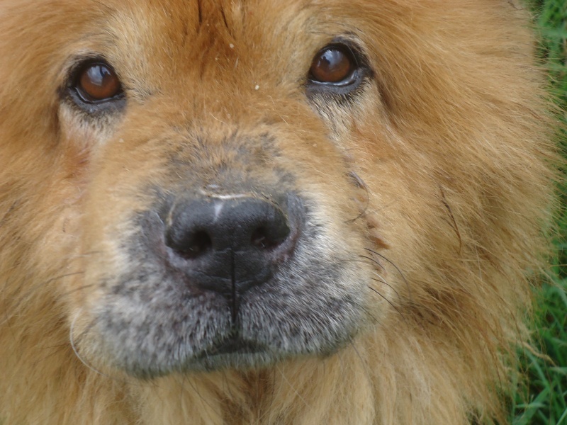 TAO vieux chow chow trouvé à Dourbes 8 ans  N° 217(BEAUSSART) ADOPTE Dsc09910