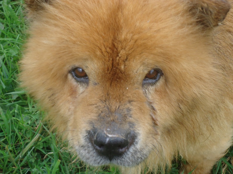 TAO vieux chow chow trouvé à Dourbes 8 ans  N° 217(BEAUSSART) ADOPTE Dsc09911