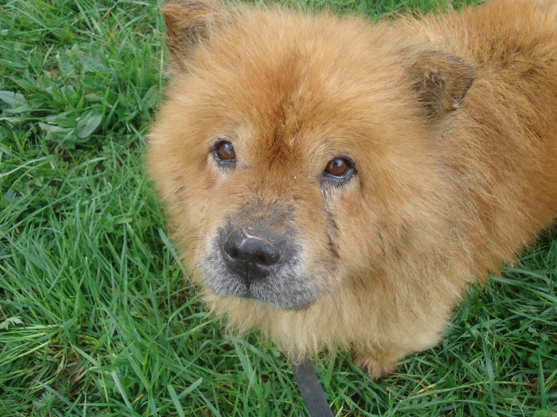 TAO vieux chow chow trouvé à Dourbes 8 ans  N° 217(BEAUSSART) ADOPTE Dsc09912