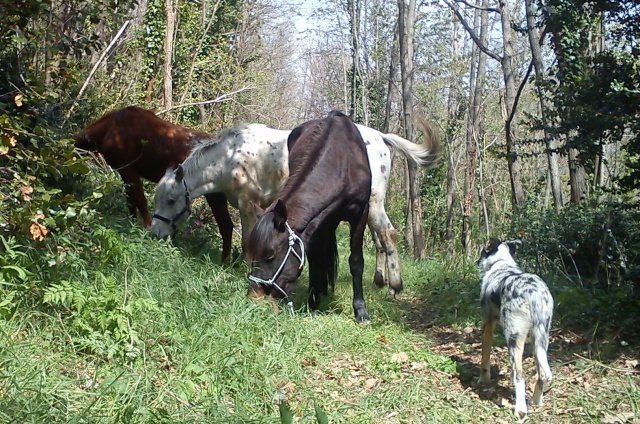 mes 3 monstres Dsc00215