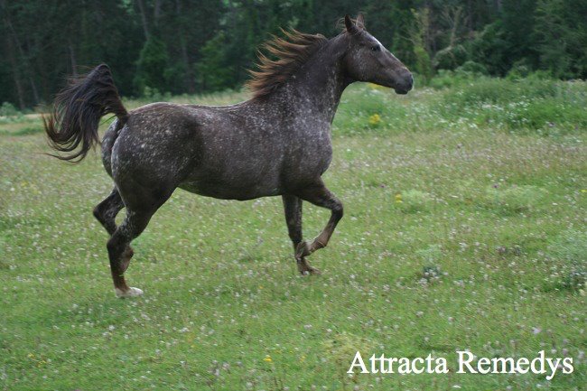 ATTRACTA REMEDYS appaloosa mare  - Page 2 55276210