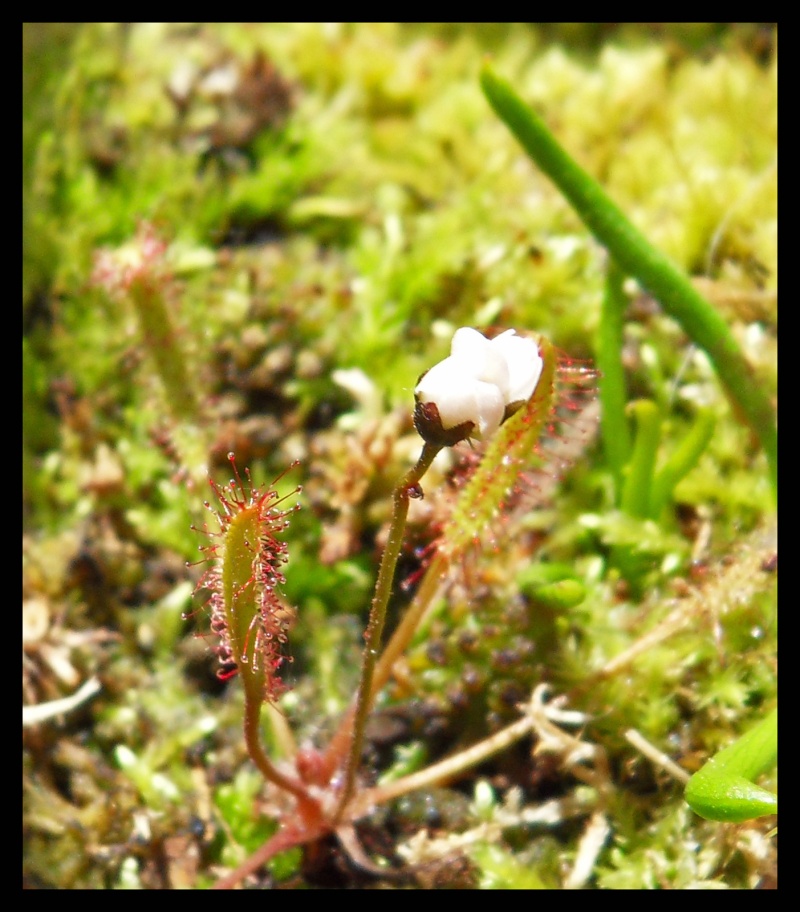 Drosera linearis Sdc14110