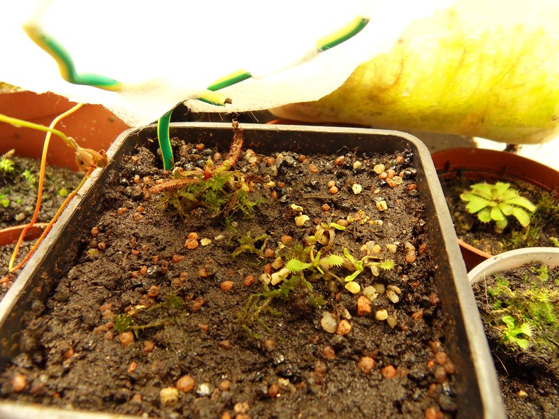 Quelques drosera au chaud Sdc15719