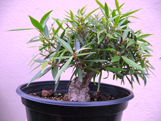 Shohin willow leaf ficus F_sali10