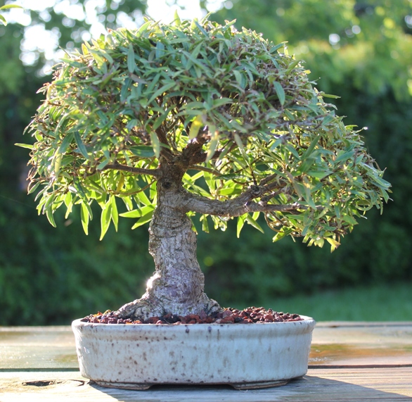 Shohin willow leaf ficus F_sali11