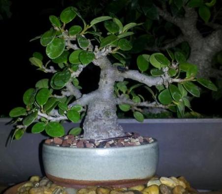 Shohin ficus golden coin Ficus_10