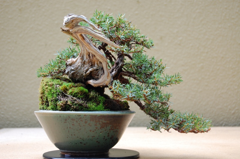 'Best In The Northwest' at Pacific Rim Bonsai Collection 07310