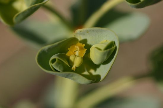 Plante sur sable à identifier : Euphorbe maritime   Euphor10