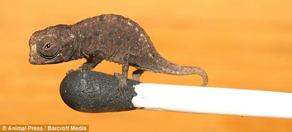 El reptil más pequeño del planeta es un mini camaleón Cameon11