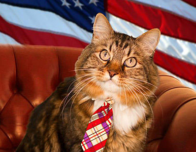 Un gato como candidato independiente al Senado de EE.UU. Gatinx10