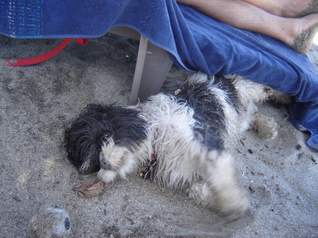 Monsieur Jules à la plage 06310