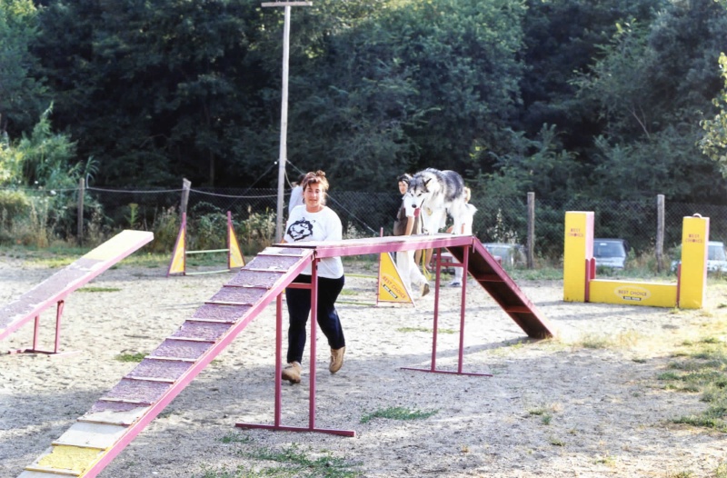 agility dog!! - Pagina 7 Enya_a10