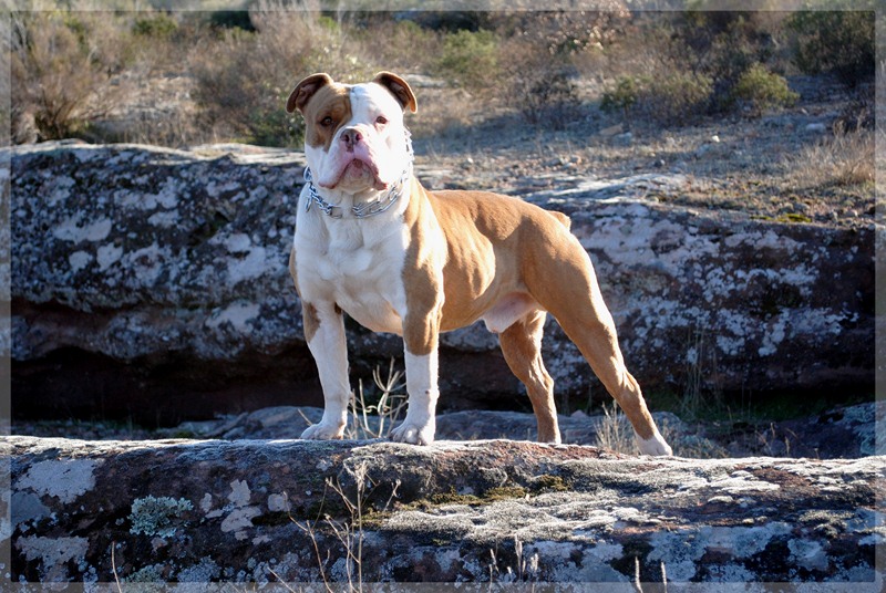 olde english bulldog Dodge_53