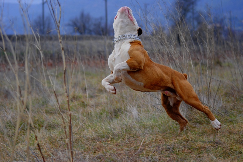 olde english bulldog Dodge_59