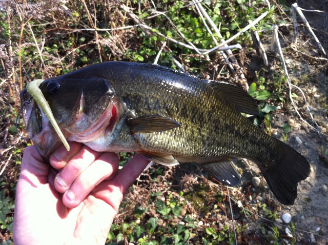 session black bass !!!! - Page 8 Img_4818