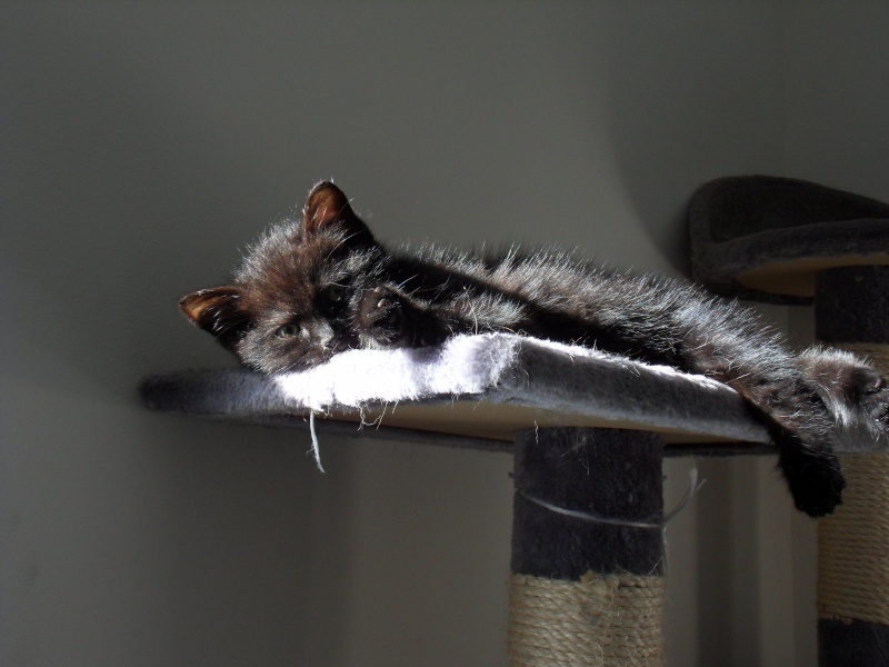 Grinch, chaton noir, né fin juin 2011 Sdc11221