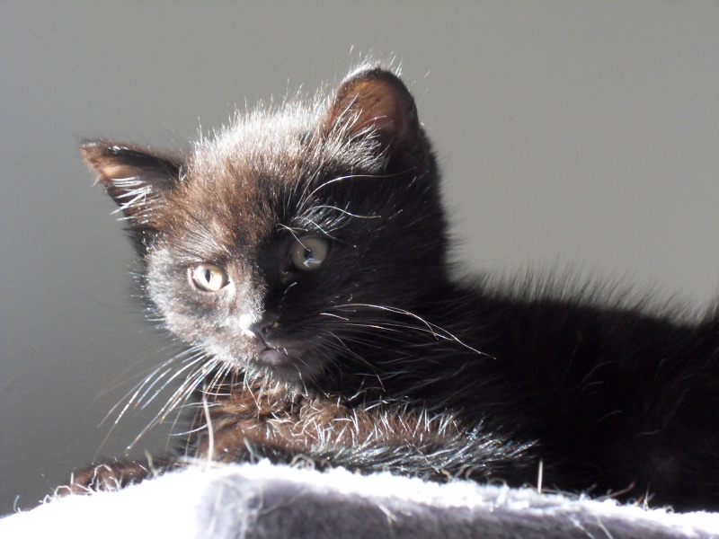 Grinch, chaton noir, né fin juin 2011 Sdc11225