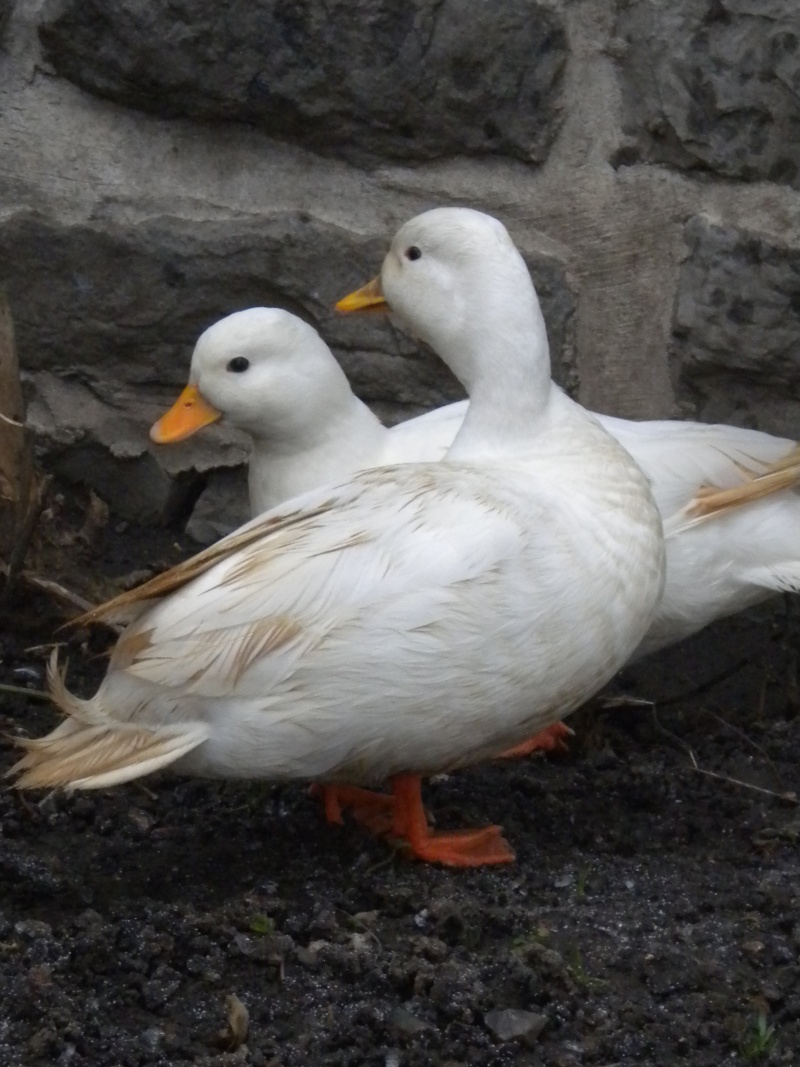 Voila, mon couple de canards mignons blanc Dscn7711