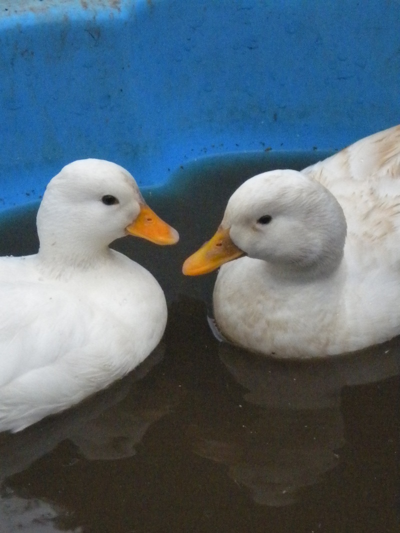 Voila, mon couple de canards mignons blanc Dscn7714