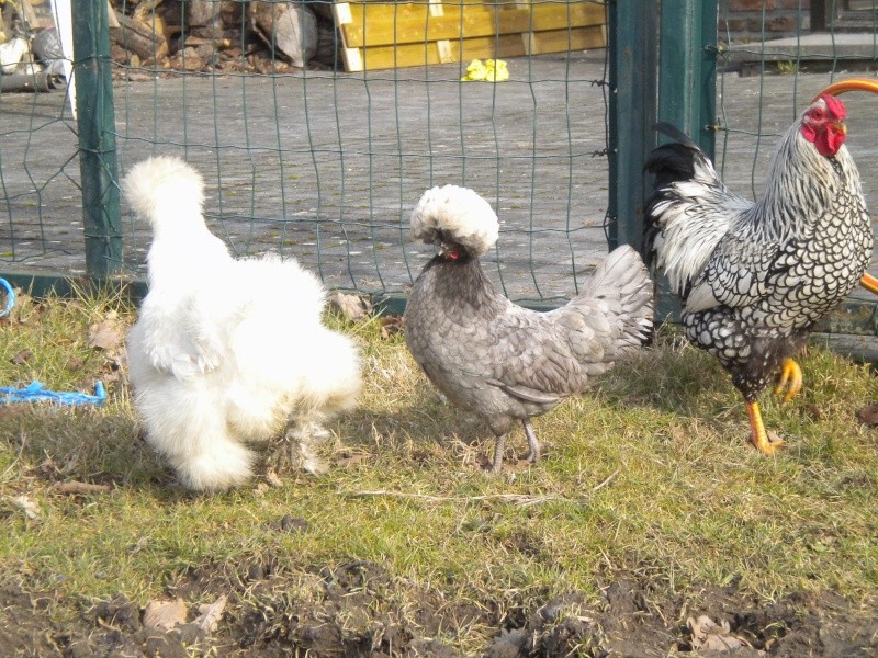 Mes poules soies, wyandotte, ... en photo  Dscn7815