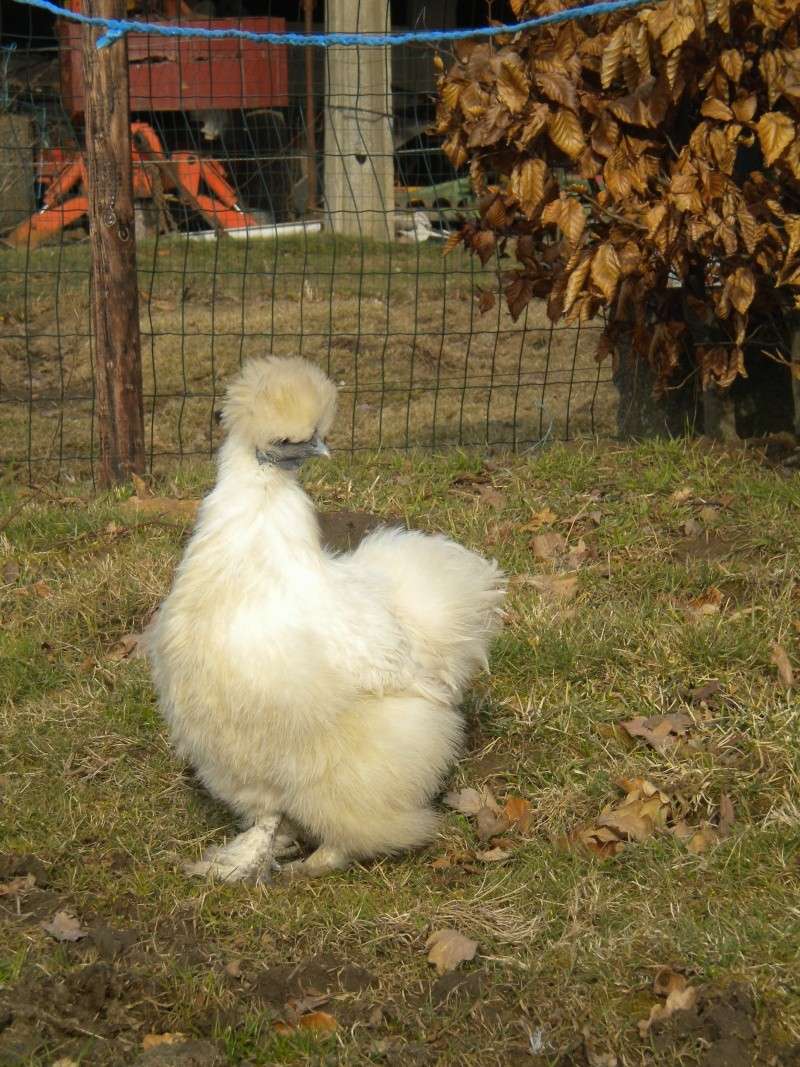 Mes poules soies, wyandotte, ... en photo  Dscn7817