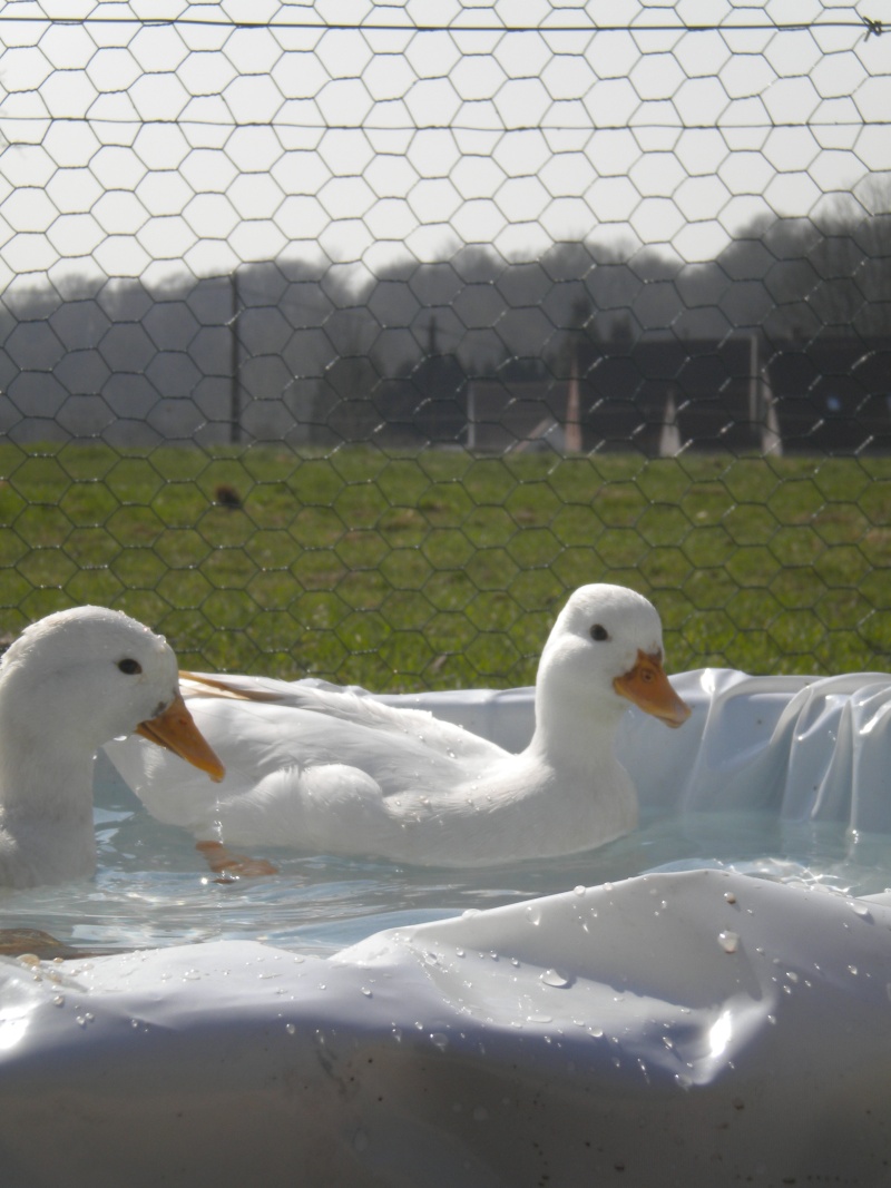 Voila, mon couple de canards mignons blanc Dscn8211
