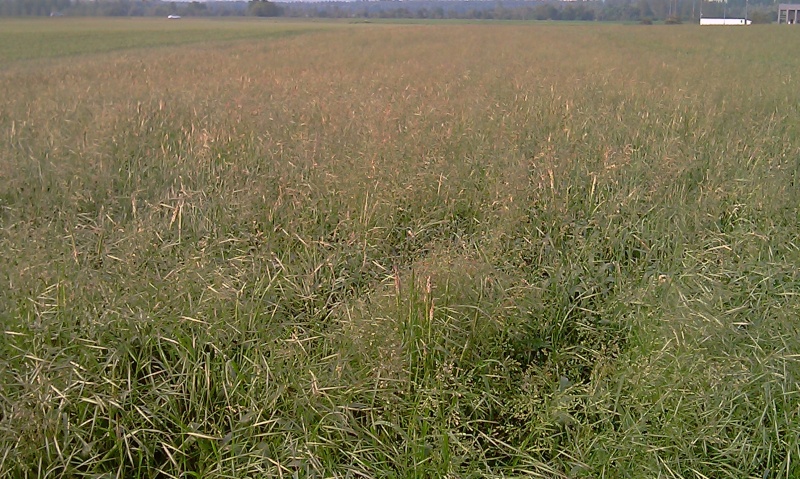 BROME 00111