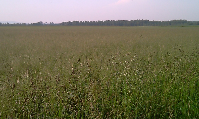 BROME 00310