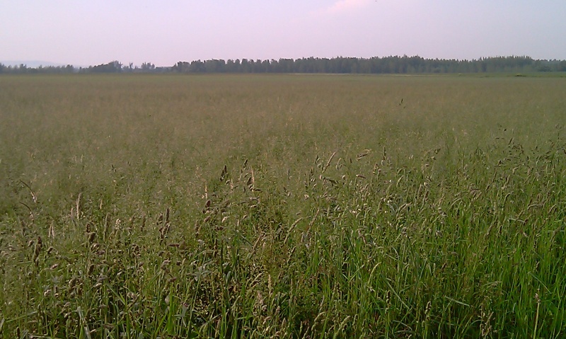 BROME  00310