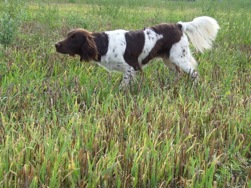 Perdu ma chienne Munsterlander 2010_012