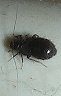 Identification Insect10