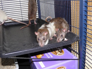 rats adultes à placer suite sauvetage 2aout210