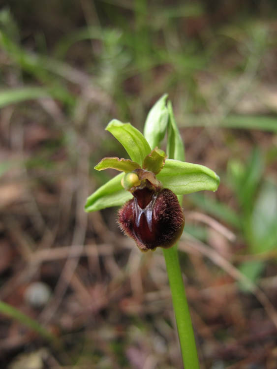 Ophrys aranifera massiliensis ( Ophrys de Marseille ) 2_san_10