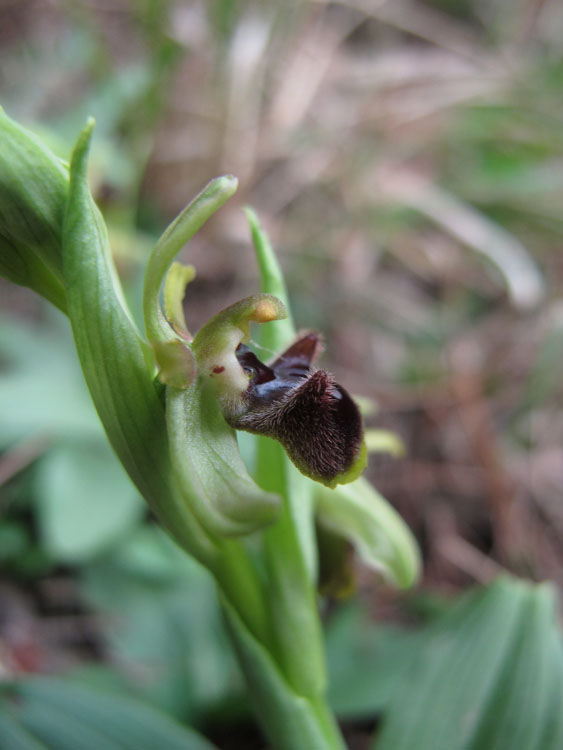Ophrys aranifera massiliensis ( Ophrys de Marseille ) 5_ando10