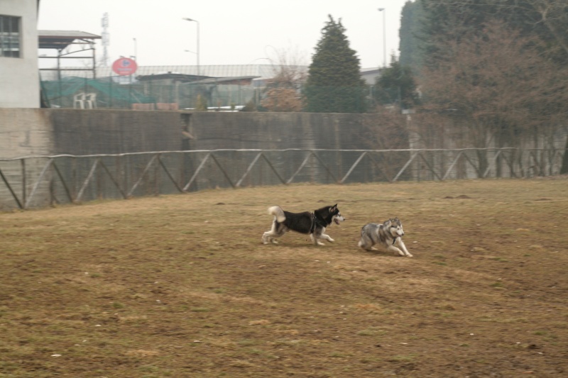 Un'allegra domenica mattina con Buk e Kira 1_00710