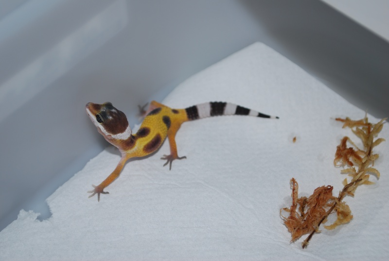 Gecko léopards juvéniles Femell12