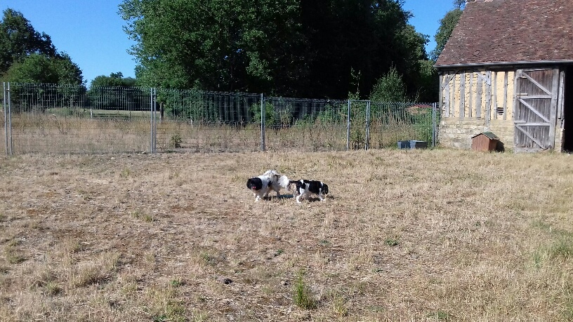 NOXY, croisée, 2 ans, F 20180713